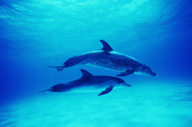 Atlantic spotted dolphins (Stenella frontalis) 