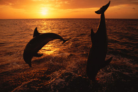 Two bottlenose dolphins diving in ocean at sunset