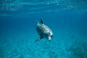 Bottlenose Dolphin - Tursiops Truncatus 