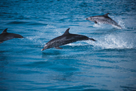 Atlantic Spotted Dolphins - Stenella Plagiodon