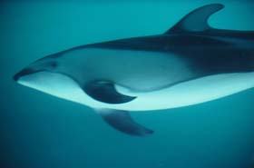 Pacific White-Sided Dolphin